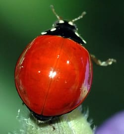 Ladybug no spots
