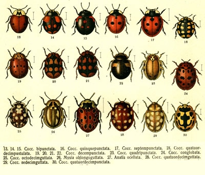 Ladybug species