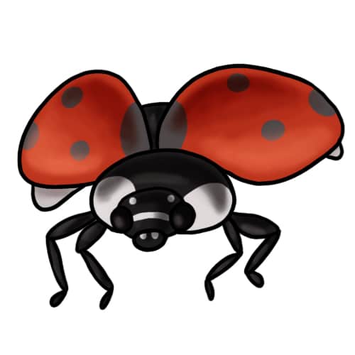 Ladybug Clip Art Drawing