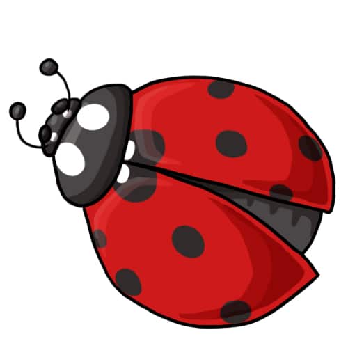 Ladybug Clip Art Drawing