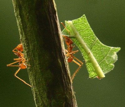 Leaf-cutter Ants