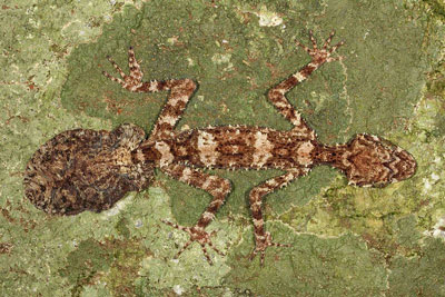 Leaf Tailed Gecko