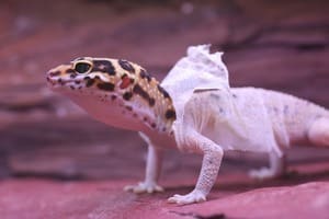 Leopard Gecko shedding
