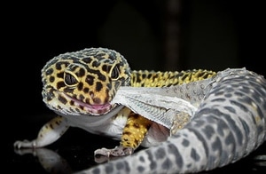 Leopard Gecko shedding skin