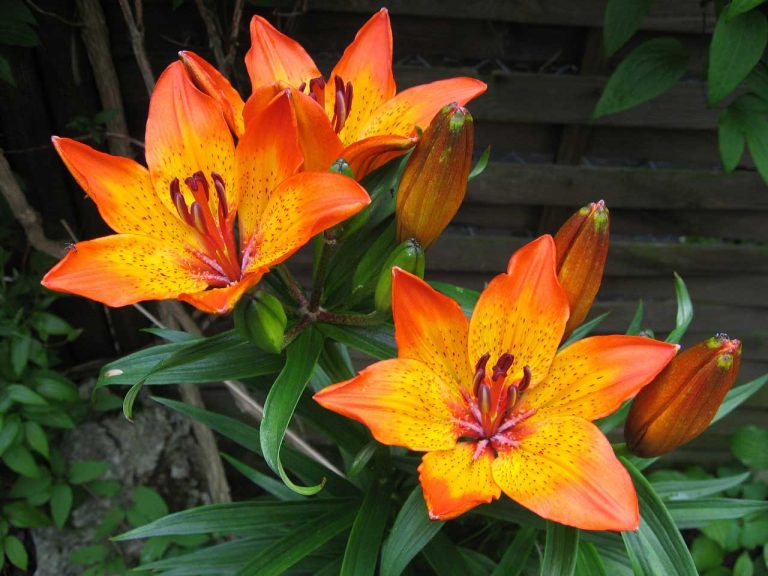Lilies – A Cultural Symbol Renowned for its Fragrance and Beauty