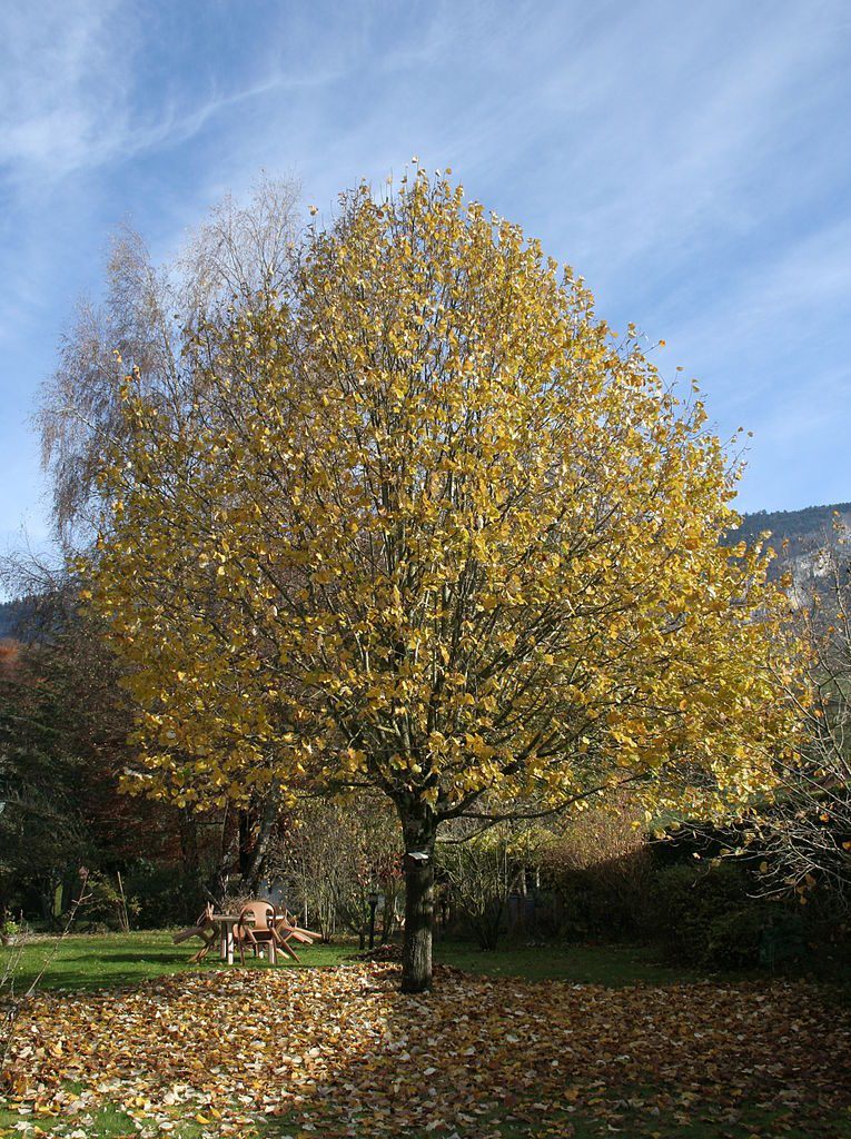 Lime Tree