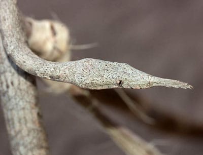 Female Malagasy Leaf-nosed Snake