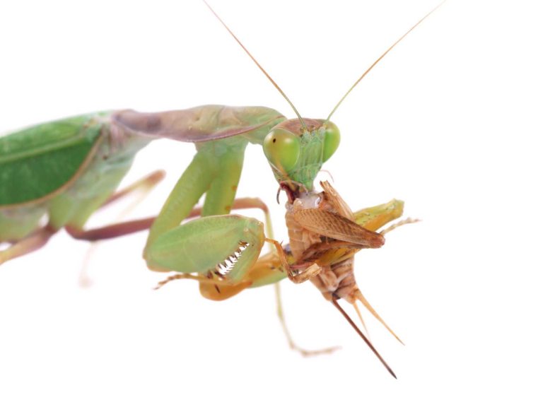 What Do Praying Mantis Eat to Keep Them Fit As a Fiddle