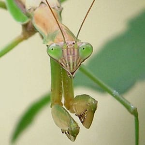Praying Mantis eyes