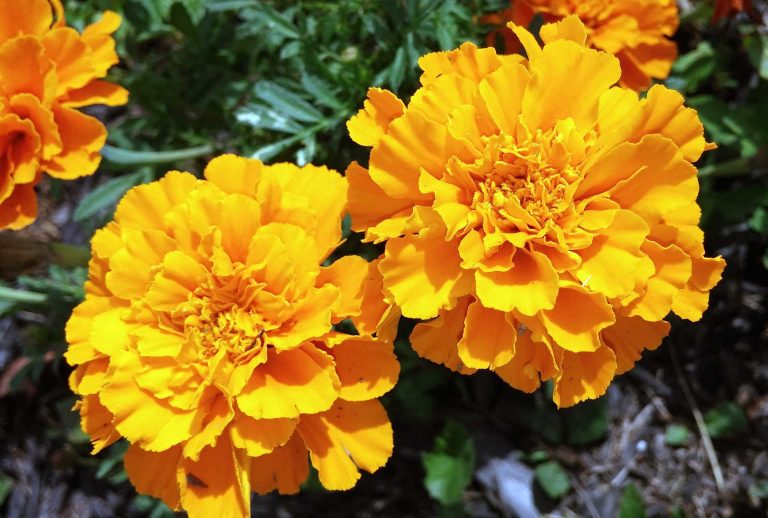 Marigolds – The Aztecs Attributed Therapeutic, Sacred and Supernatural Powers to it