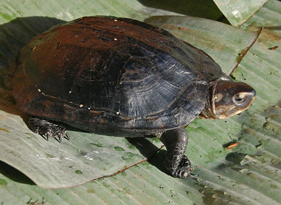 Black Marsh Turtle