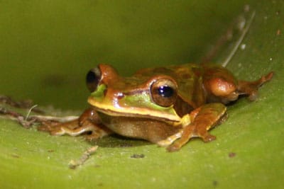 masked tree frog