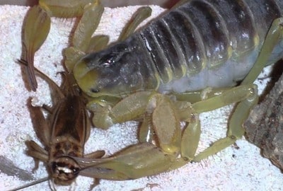 Desert Hairy Scorpion Eating