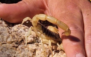 Desert Hairy Scorpion with hand