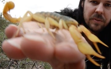 Man with Desert Hairy Scorpion on hand