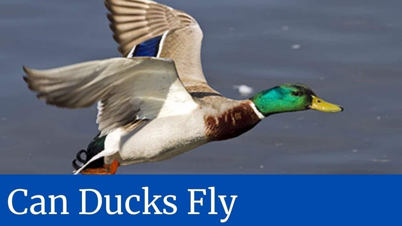 Can Ducks Fly? - Learn About Nature