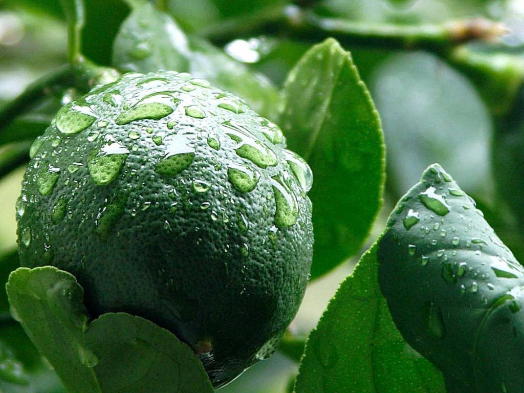 Meyer Lemon