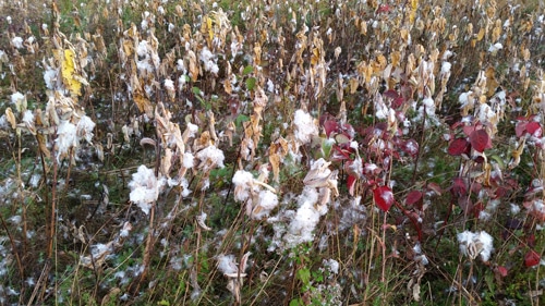 A field of burst milkweed pods - Photo by: Auric