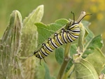 Butterfly Caterpillar Eating Leaves