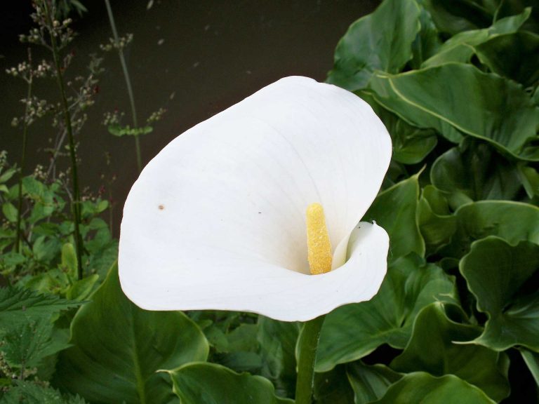 Mini Callas Lilies – Sprang from the Breast Milk of Goddess Hera