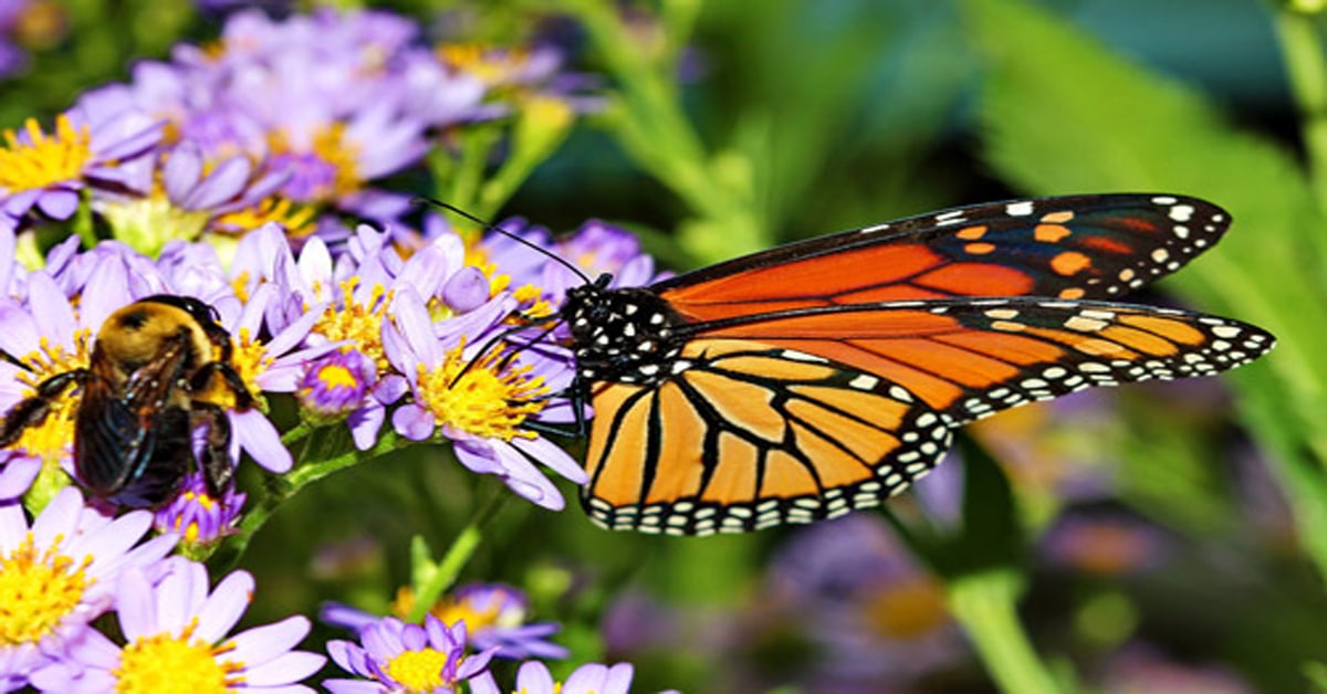Monarch and Bee
