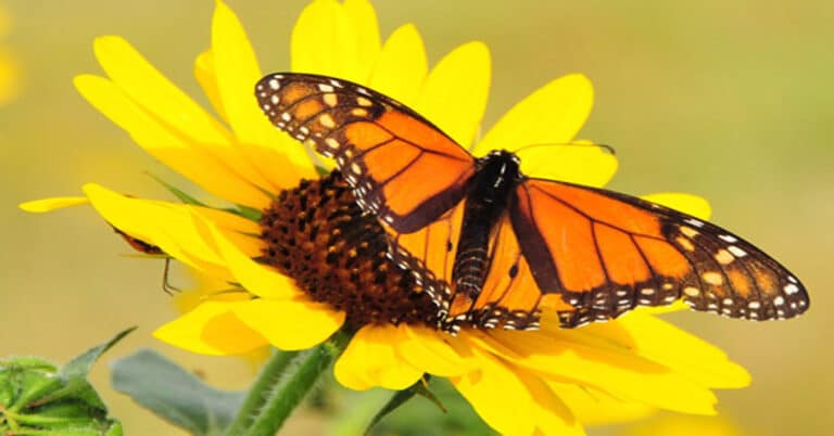 How to Grow A Monarch Butterfly