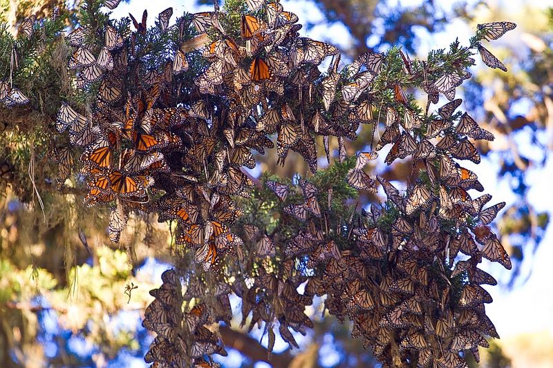 Monarch Butterflies wintering in the Monarch Grove Sanctuary in Pacific Grove, California