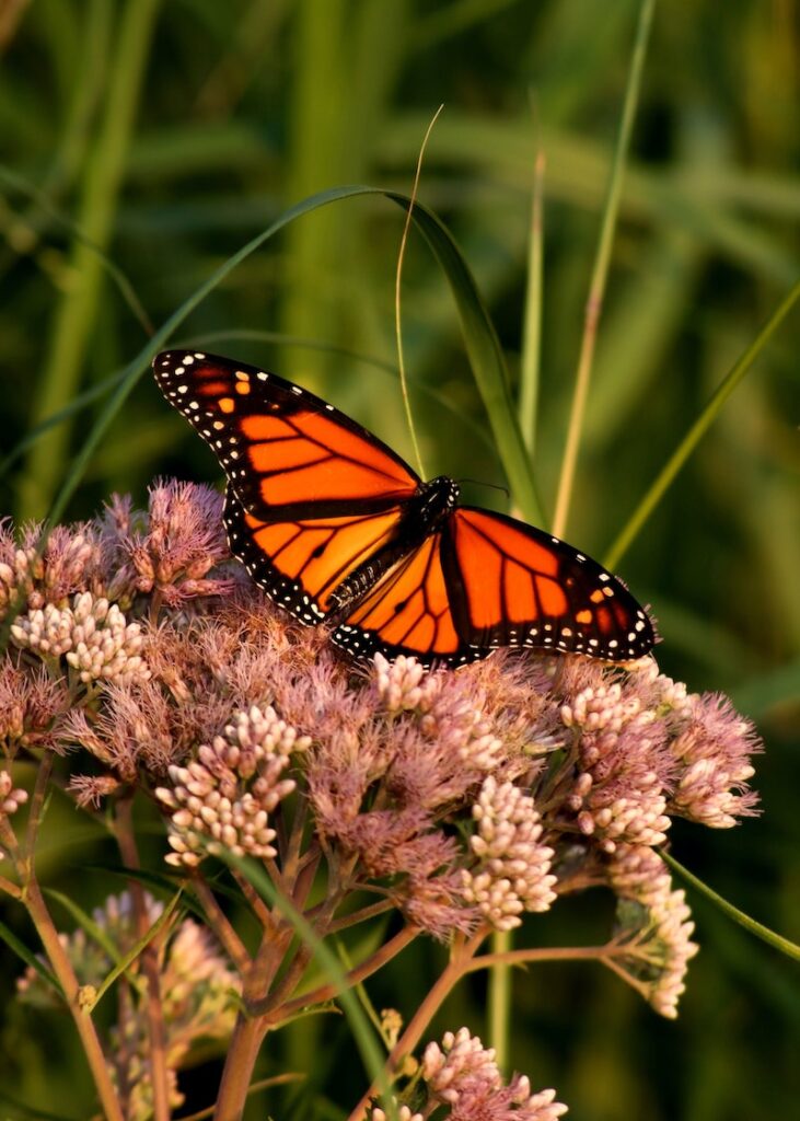 Monarch Butterfly close up