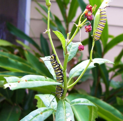Monarch Caterpillar 59