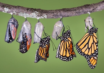 Monarch Emerging from a Chrysalis
