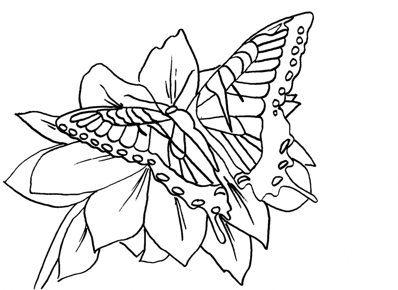 Tiger Swallowtail Coloring Page