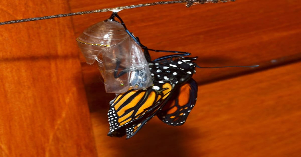 monarch unfolds from chrysalis