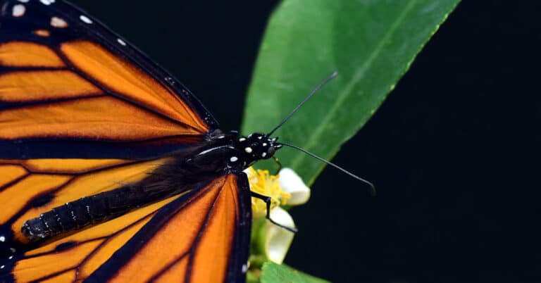 The Vanishing Monarch Butterflies