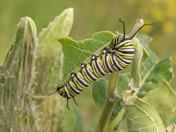 monarch butterfly larve