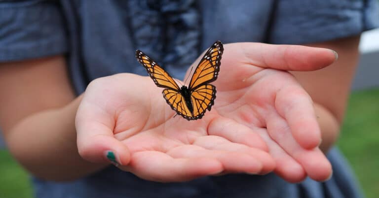 Saving Monarch Butterfly