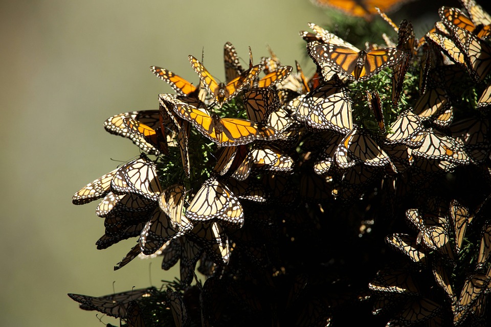 Migration of the Monarch Butterfly