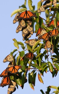 Monarchs Hibernating