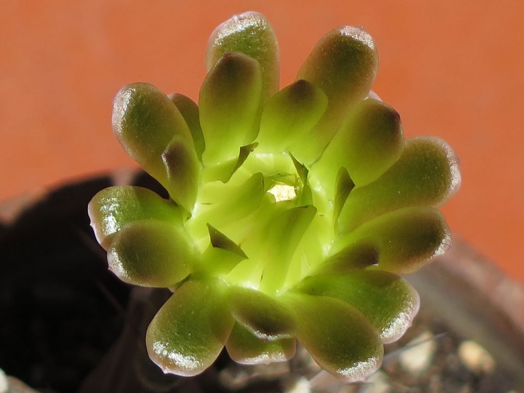 Grafted Gymnocalycium