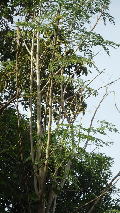 Moringa Tree