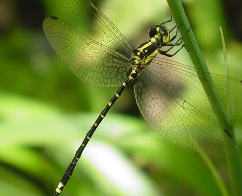 Mountain Tigertail Dragonfly