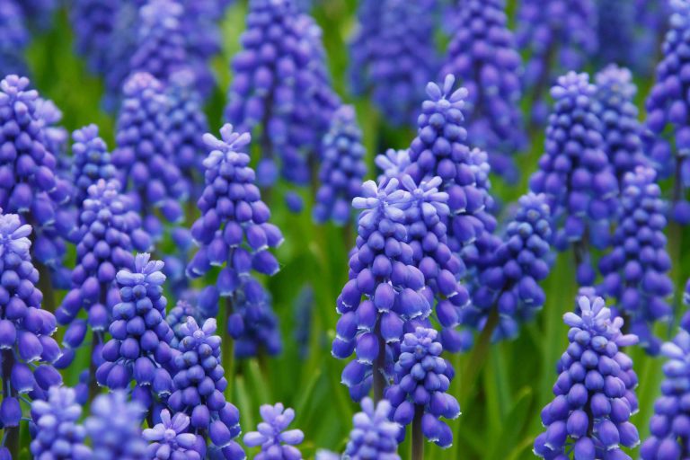 Muscari – A  Good Variety Used as Decorative Garden Plants