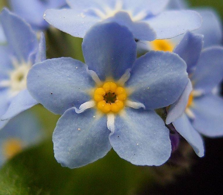 Forget-Me-Not Flowers – A Sad Folklore about an Endearing Love Affair