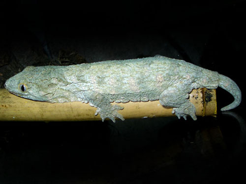 New Caledonian Gecko