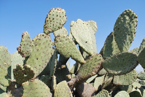 Nopal Cactus
