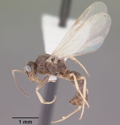 Odorous Ant