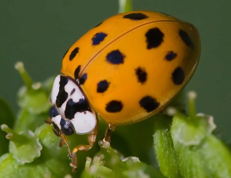 Orange Ladybug – The Asian Lady Beetle