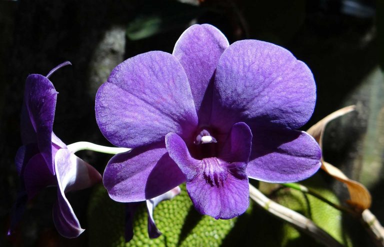 Orchid – Symbolizing Virility in Ancient Greece, and Luxury in Victorian England