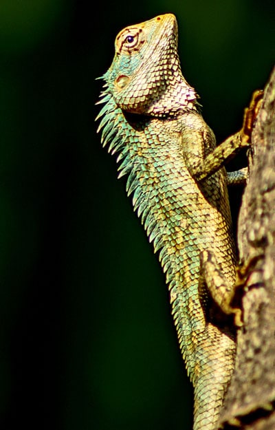 Oriental Garden Lizard