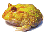 Pacman Frog Albino