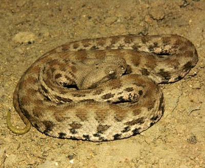 Palearctic Vipers